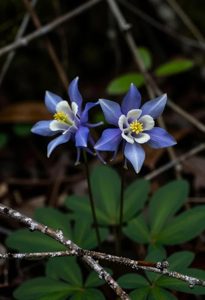 Close up macro photograph of blue and white columbine flowers on forest