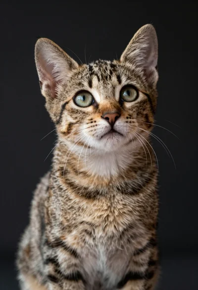 Close up portrait of fluffy tabby kitten looking upward with wide alert