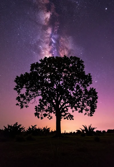 Solitary tree silhouette against vibrant starry milky way night sky landscape
