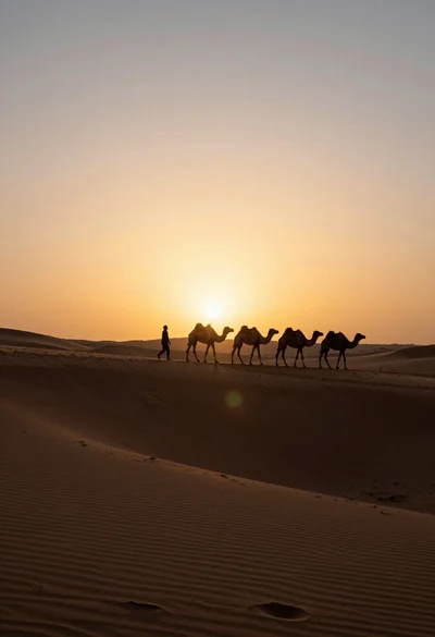 Dramatic silhouette of figure leading camel caravan across vast desert dune ridge