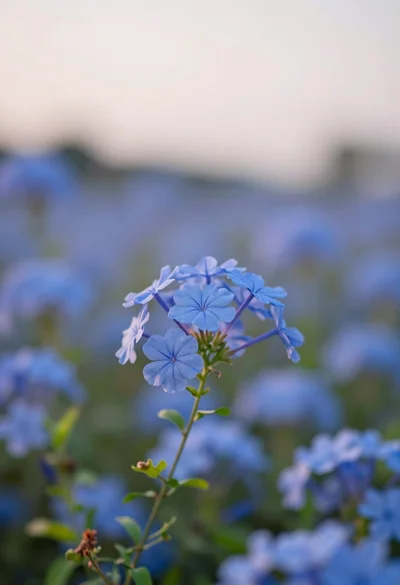 Close up of vibrant blue flowers in soft focus against a dreamy