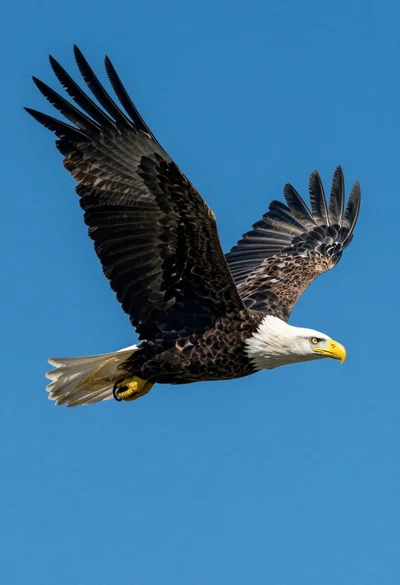 Majestic bald eagle soaring through a vibrant blue open sky background