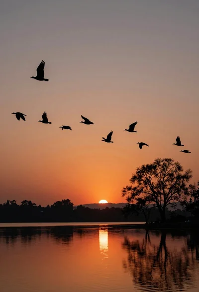 Flock of birds silhouetted against vibrant orange sunset sky above calm lake