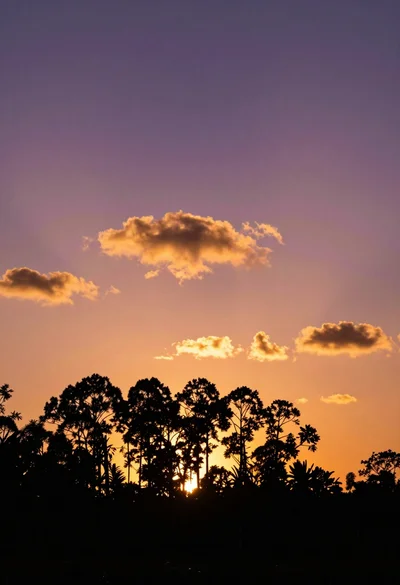 Dark tree silhouettes against vibrant sunset sky wide angle view
