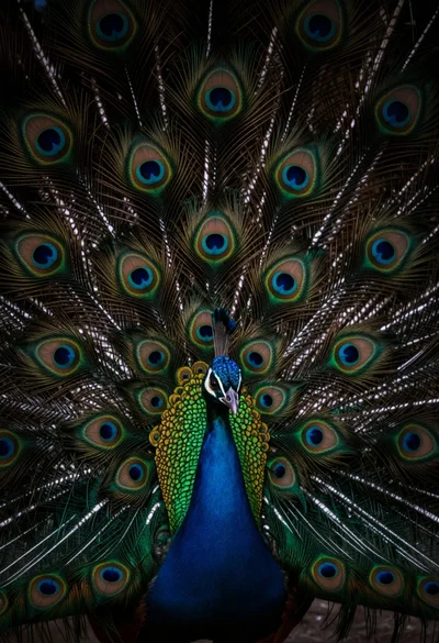 Extreme close up macro shot of vibrant peacock feathers displaying iridescence