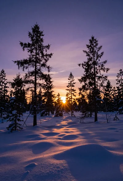 Vast snowy forest landscape at sunset with evergreen silhouettes against vibrant sky