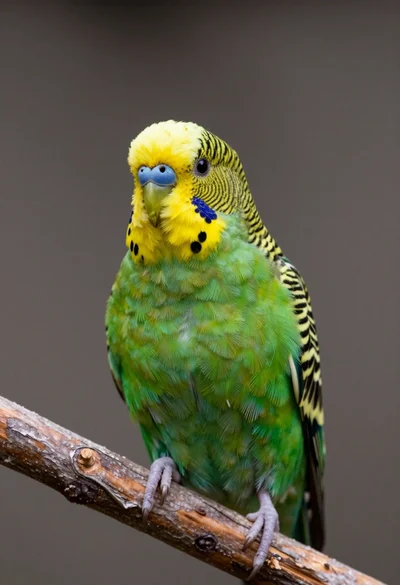 Close up portrait of a vibrant green budgerigar on a wooden branch