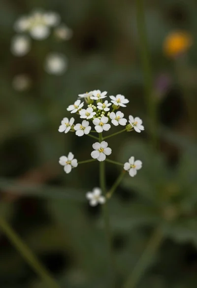 Macro photograph of delicate white wildflowers with yellow centers on dark green