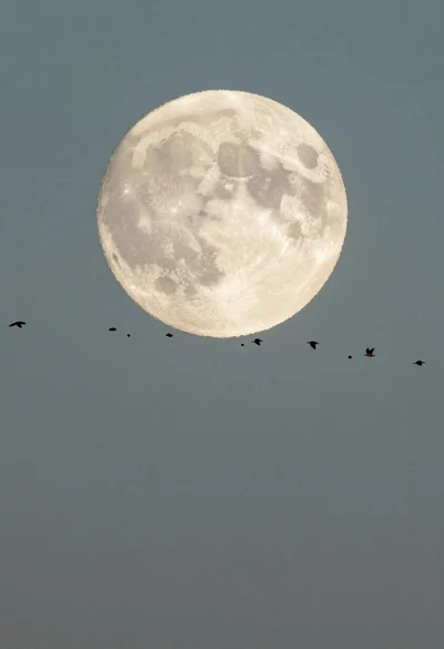Full moon and flock of birds against a moody sky