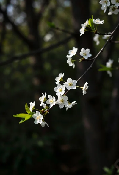 Close up view of slender branch with white blossoms against dark forest