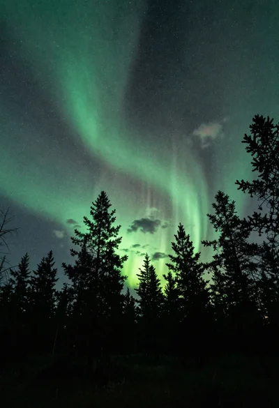 Pine forest silhouette under vibrant aurora borealis sky