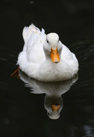 White duck floating peacefully on dark mirrored water surface reflection
