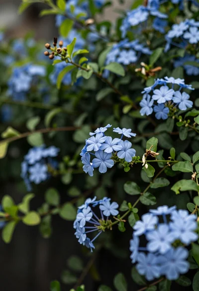 Close up of delicate light blue flowers blooming among dark green foliage