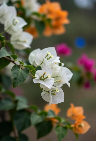 Macro photograph of bougainvillea branch with white flowers in lush garden setting