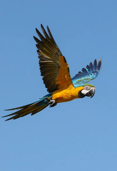 Majestic blue and yellow macaw soaring through clear bright blue open sky