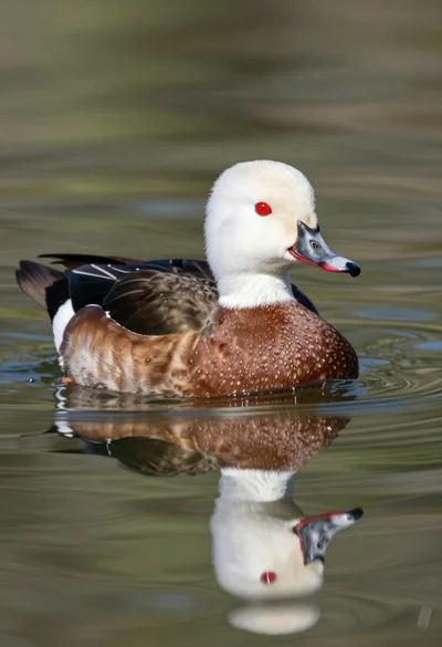 Close up portrait of a duck floating on calm water showing clear
