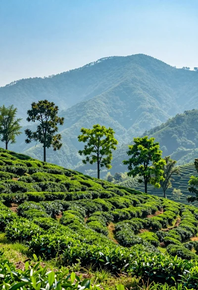 Vivid landscape of green tea plantation on rolling hills beneath misty mountains