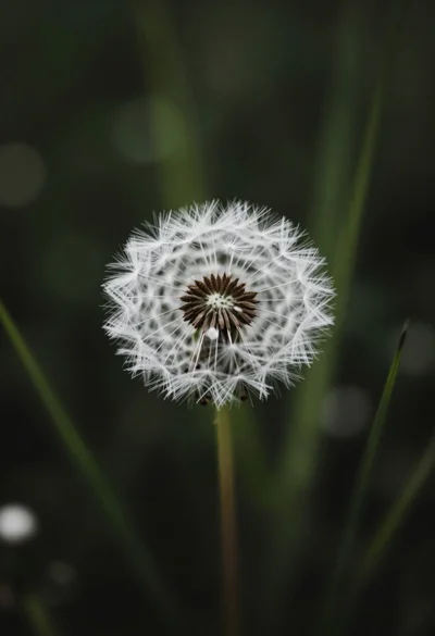 Close up macro shot of solitary white dandelion seed head against dark