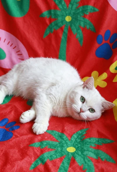 Fluffy white cat lying on colorful patterned blanket