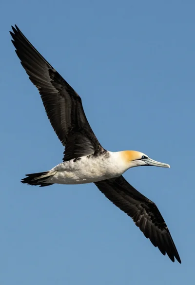 Large seabird soaring through clear blue sky from a low angle view