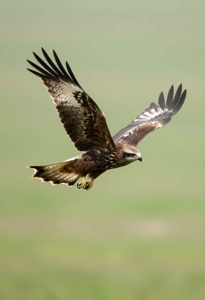 Brown and white bird of prey soaring in midflight over green field