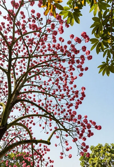 Low angle view looking up into the canopy of a flowering tree against a clear sky
