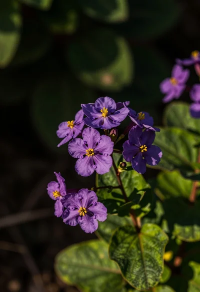 Close up view of vibrant purple flowers with yellow centers against dark
